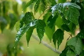 شروع بارش پراکنده باران در برخی مناطق کشور