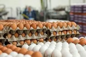 توزیع ۲ هزار تن تخم مرغ با نرخ مصوب در بازار