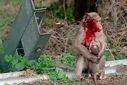 فداکاری این حیوان مادر تا لحظه مرگ با وجود خونریزی شدید+ عکس تاثیر گذار