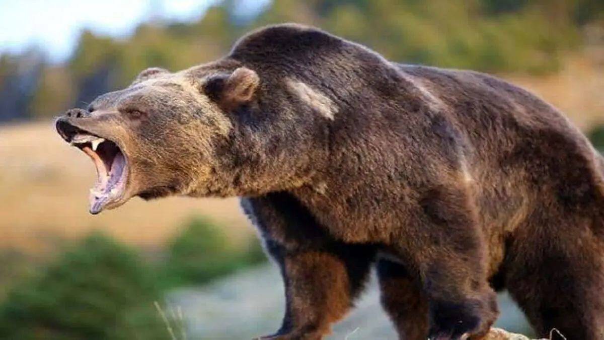 حمله وحشتناک خرس به یک چوپان در چهارمحال و بختیاری