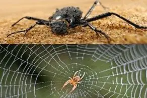 استفاده مفید و باورنکردنی از سوسک و عنکبوت که شوکه تان می کند!
