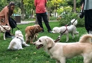 ممنوعیت سگ‌گردانی به  شهر های شمال کشور رسید