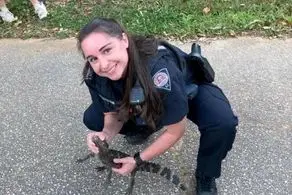 پلیس یک بچه تمساح را در خیابان دستگیر کرد!+ عکس