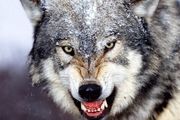  عکس شکار شده از صحنه وحشتناک سر کنده شده گرگ وحشی در دهان پلنگ/ تصویر

