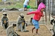 دوستی باورنکردنی این کودک با میمون‌ها + عکس