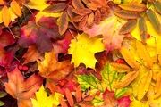 چرا رنگ برگ ها در پاییز زرد می‌شود؟

