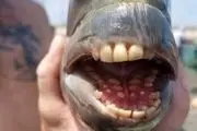 دندان این ماهی‌ شگفت‌انگیز با دندان‌های انسانی!