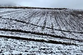  بارش برف تابستانی در این شهرستان در چله تابستان