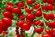 افزایش عوارض صادرات گوجه‌فرنگی از صفر به ۶۰۰۰ تومان