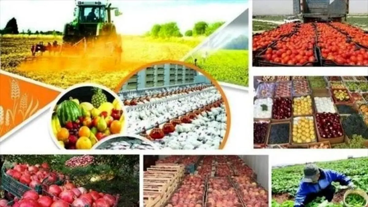 محصولات کشاورزی صادراتی ایران به این دلیل برگشت خورد!+جزییات
