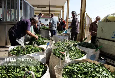 قیمت جدید حبوبات و چای 