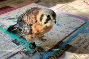 این پرنده شکاری ا نقاشی‌هایش مشهور شد+ تصویر