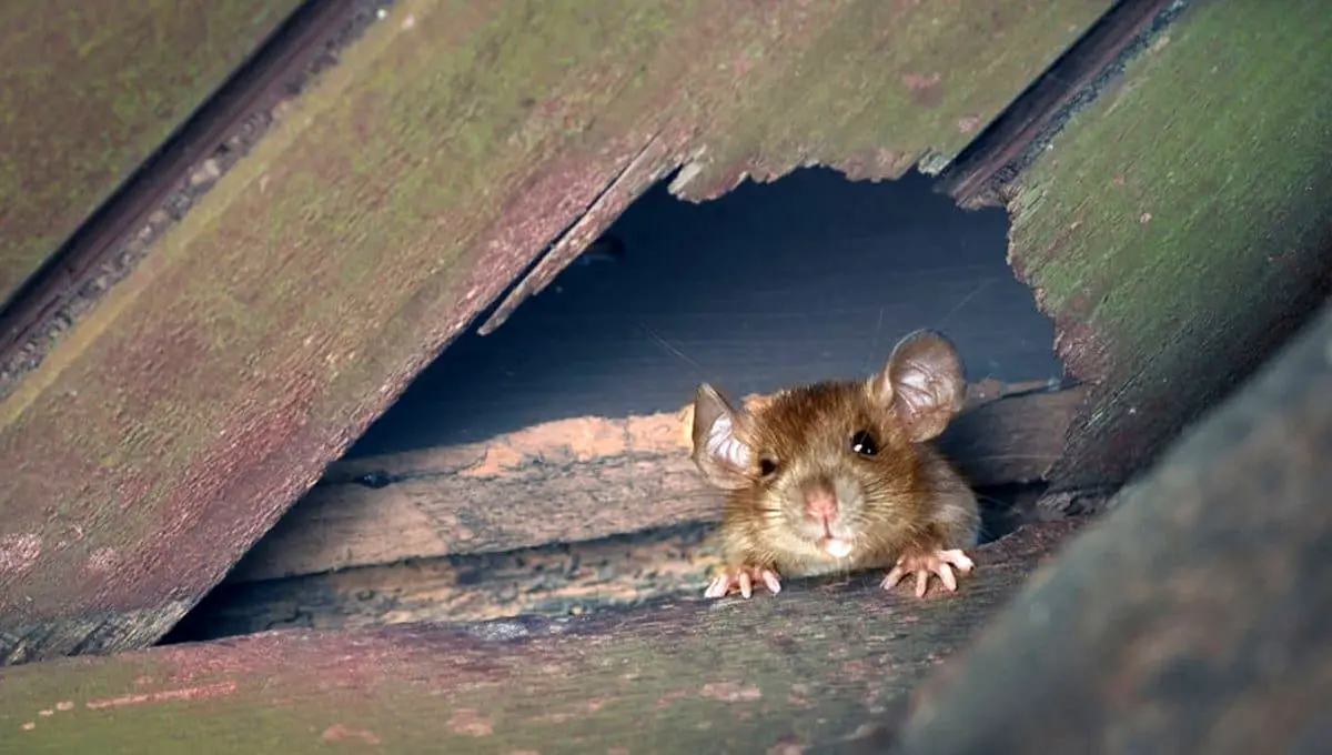 پیداشدن چندش‌آور موش فاضلاب دو متری/فیلم