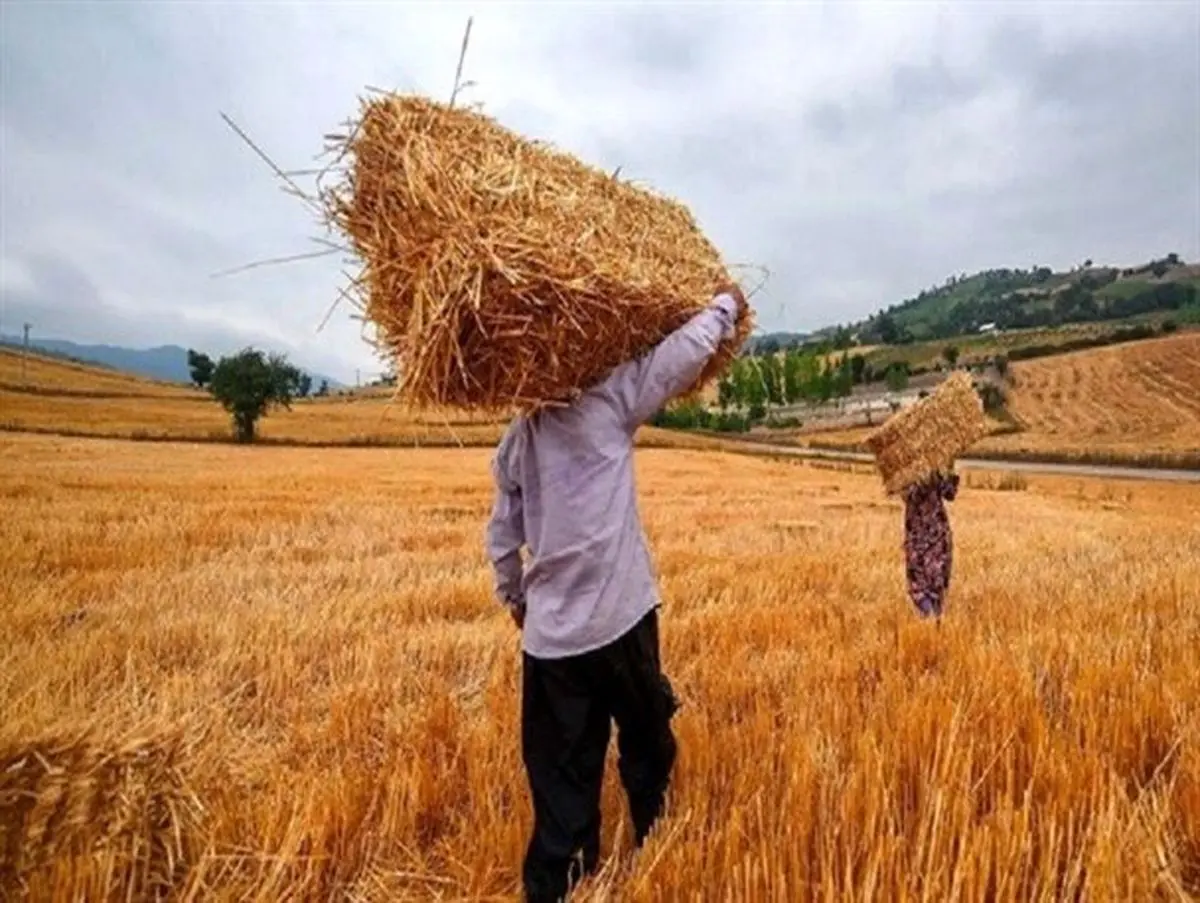 مطالبات گندم‌ کاران پرداخت شد