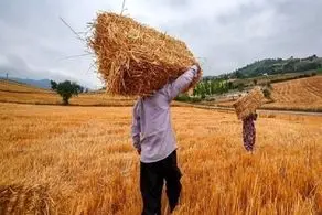 مطالبات گندم‌ کاران پرداخت شد