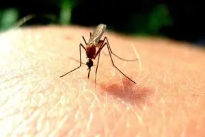 دو مبتلا به مالاریا در  این شهر ایران شناسایی شد!