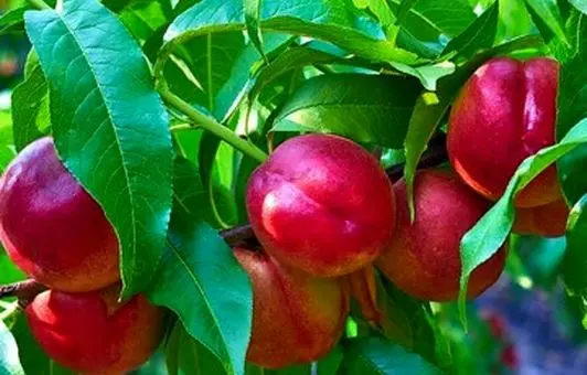 هسته این میوه سمی است و باعث مرگ می‌شود