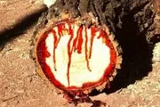 درخت وحشتناکی که از آن خون می چکد+ تصاویر