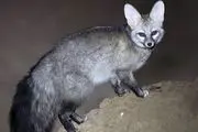 مشاهده زیباترین روباه ایران+ عکس