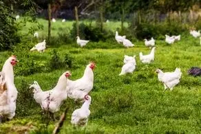 درآمد پرورش مرغ بیشتر است یا اردک ؟
