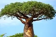 پنج درخت فوق العاده عجیب در دنیا + فیلم