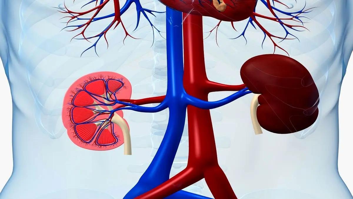 اگر این علائم را دارید یعنی کلیه‌هایتان حال خوشی ندارند