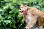 قتل عام وحشتناک ده‌های سگ‌ها توسط چند میمون!+عکس