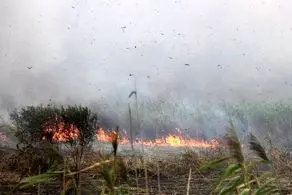 آتش مهیب به جان در مزارع گندم گچساران افتاد+جزئیات