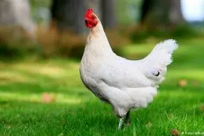 اعتراض مرغ‌ها به گران‌فروشی