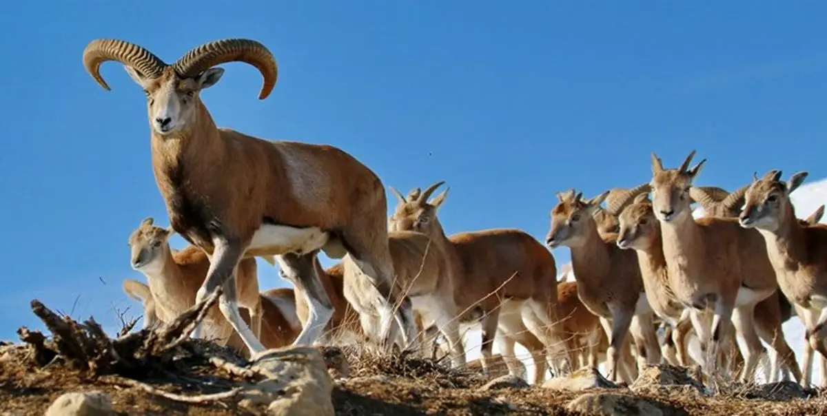 گسترش طاعون نشخوارکنندگان در غرب مازندران