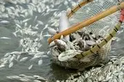 صید ماهی در این رودخانه‌ها ممنوع