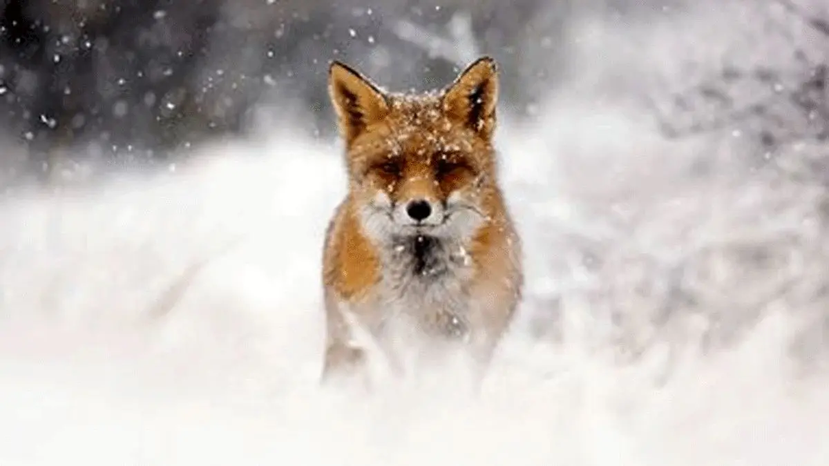 نجات روباه یخ زده در جاده چالوس+فیلم