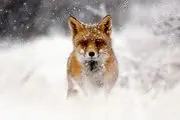 نجات روباه یخ زده در جاده چالوس+فیلم