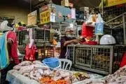 کمبود مرغ در مالزی و توقف صادرات!