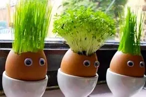  این بذر را برای سفره هفت سین استفاده نکنید!