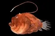 کشف راز نورافشانی زشت ترین ماهی دنیا!