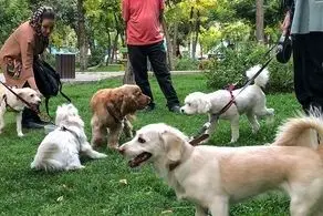 تدوین قانون ممنوعیت سگ گردانی در برنامه‌ مجلس/ لزوم در نظر گرفتن محل‌های مشخص و معین برای سگ‌های خانگی