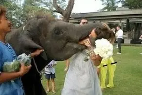شوخی ترسناک این هیولای بزرگ با عروس خانم! +عکس