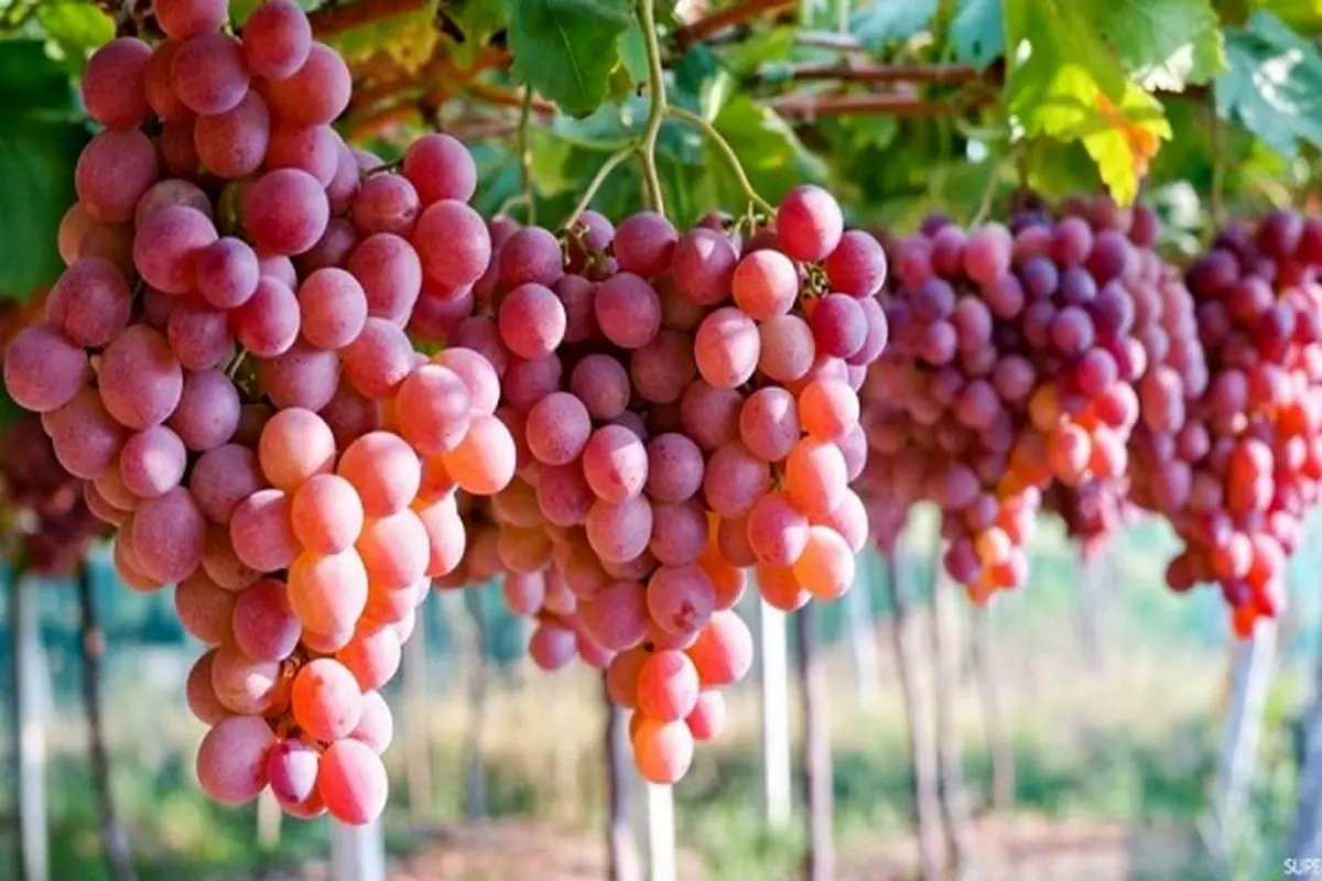 این میوه‌ تابستانی دقیقا کار کرم ضدآفتاب را انجام می دهد!