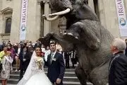 این حیوان فوق بزرگ ماشین عروس این زوج جنجالی شد!+عکس