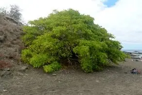 «درخت مرگ»، درخت ترسناکی که هیچکس جرات نزدیک شدن به آن را ندارد/ عکس