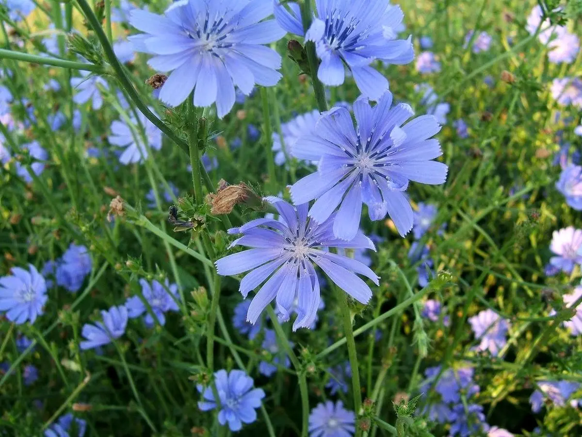 این گیاه دوستی فوق العاده و باارزش برای کبد است