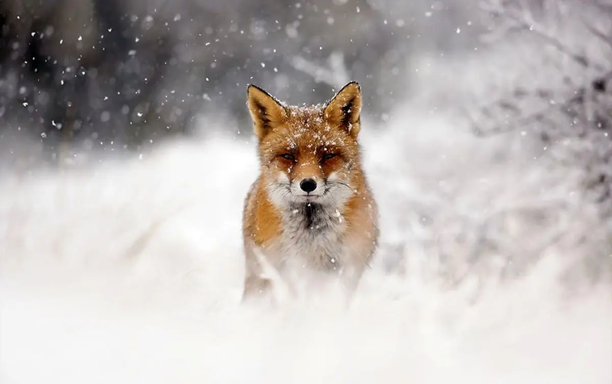 لحظه زیبای نجات یک روباه از یخ زدگی+فیلم