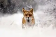 لحظه زیبای نجات یک روباه از یخ زدگی+فیلم