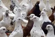 کار عجیب 2 همسایه عصبانی برای خلاصی از شر کبوترها + عکس