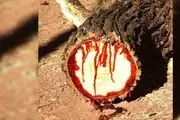 خون از درختان این جزیره‌ می‌چکد