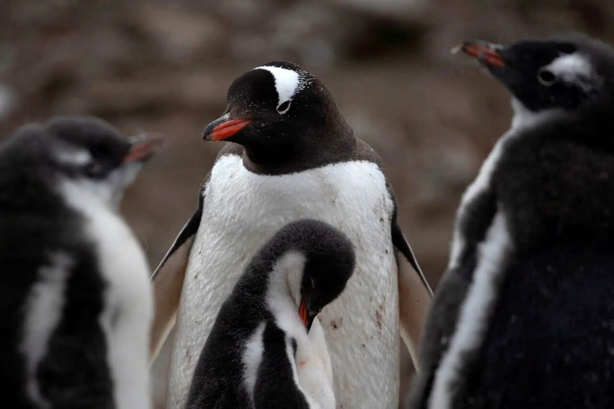 پشت پرده ماجرای مرگ دست‌جمعی پنگوئن‌ها بر اثر آنفلونزا