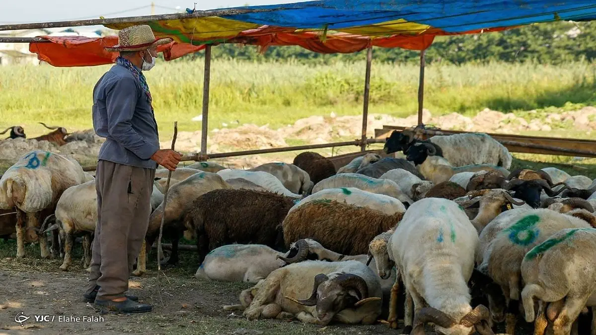 بازار بی‌رمق دام زنده در آستانه عاشورا/ چرا گوشت گران شد؟