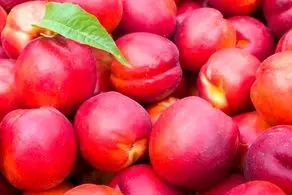 خواص باورنکردنی این میوه تابستانی/به راحتی فشار خون خود را تنظیم کنید!