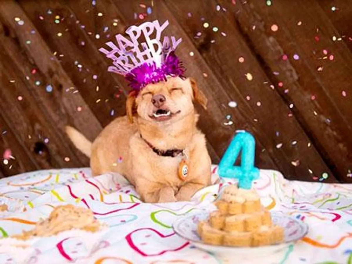 دعوت شدن 4000 نفر به تولد سگ آقای پولدار با کیک 100 کیلویی!
